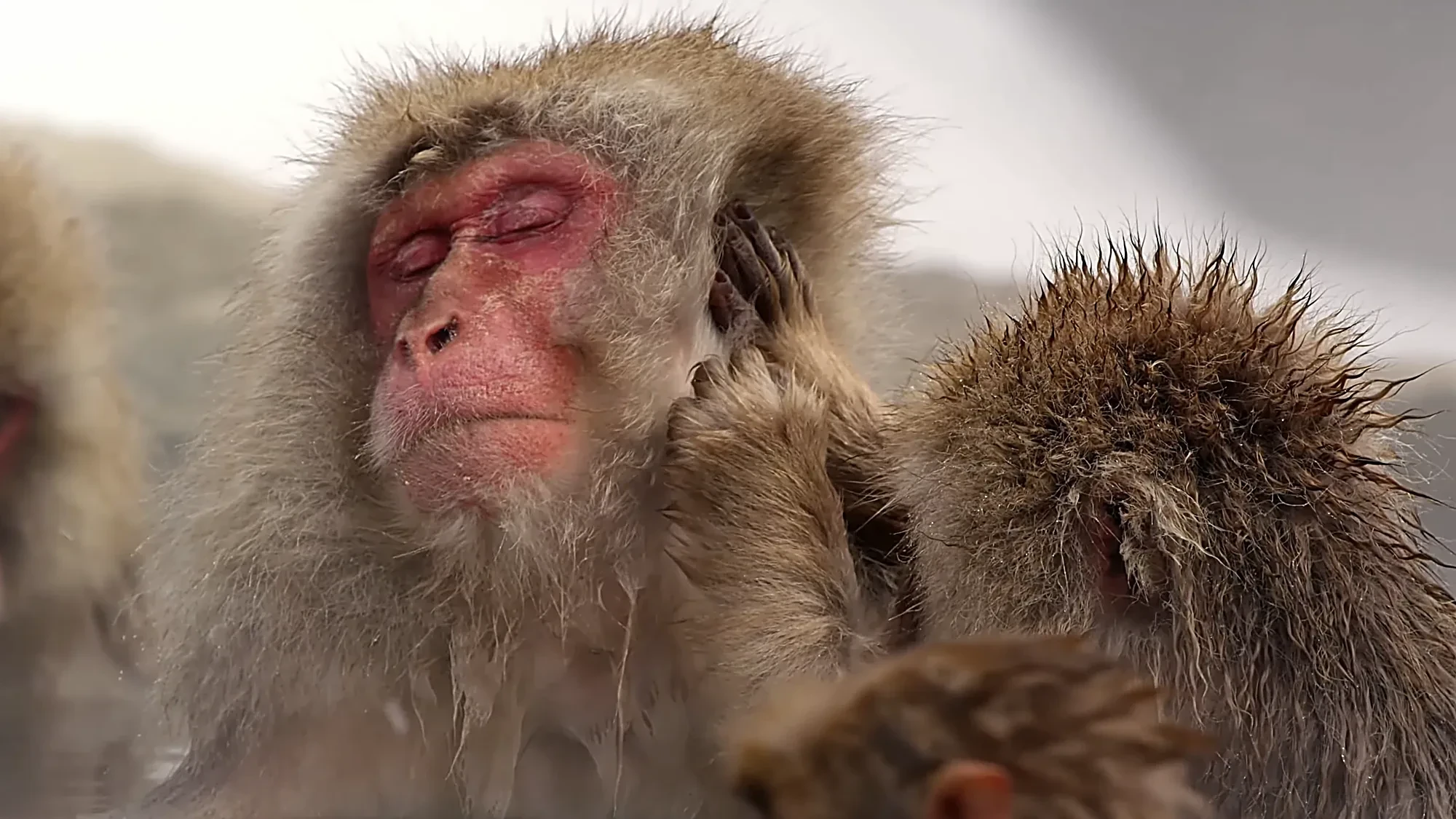 A family group of Japanese macaques grooming beside the snowy river, a young monkey in the middle, winter