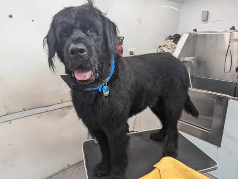 Giant Dog Grooming Bath Photo - Wags To Riches Dog Grooming