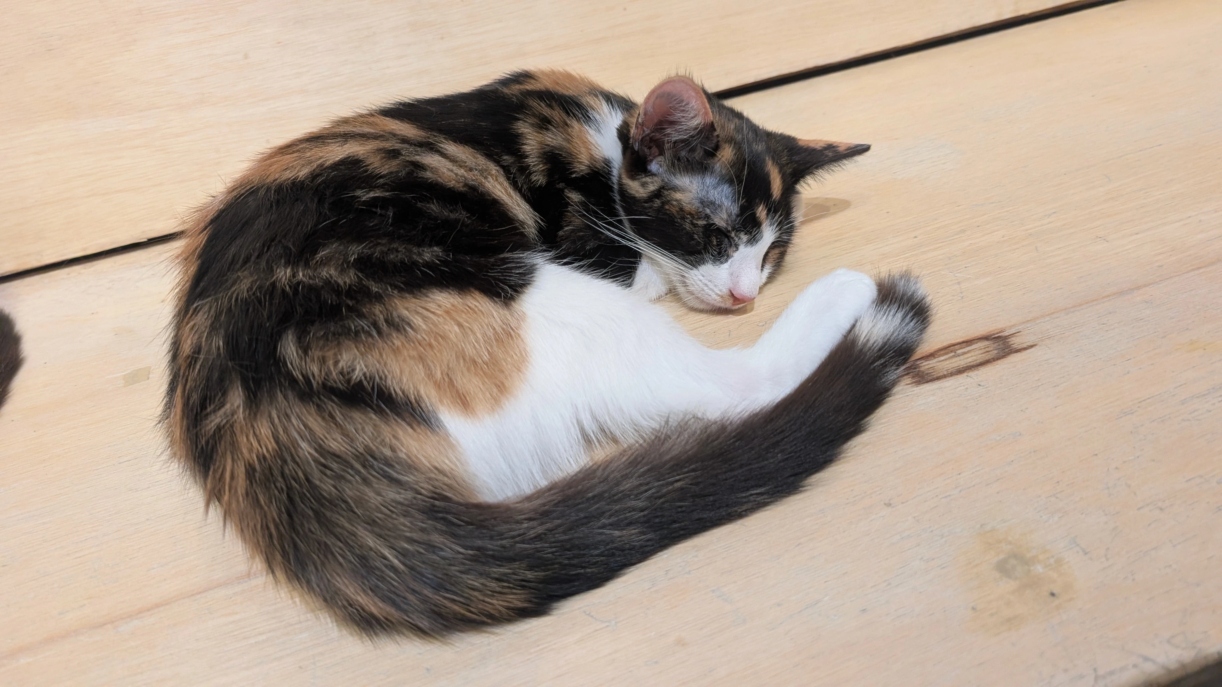 calico cat sleeping on a wooden bench