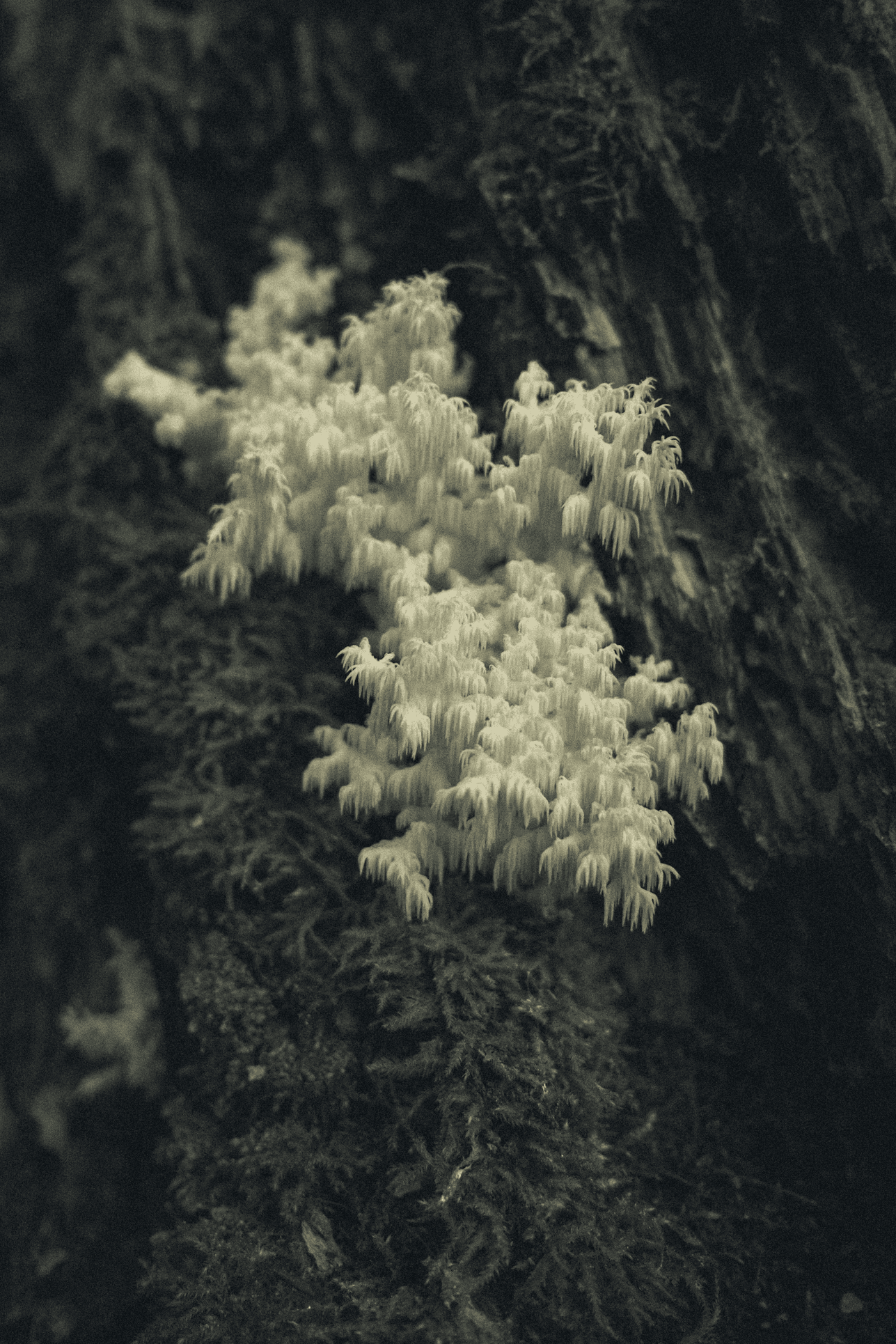 White moss growing on tree bark