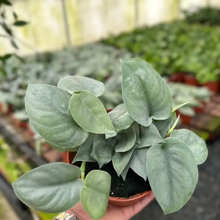 {{Common Name}} houseplant