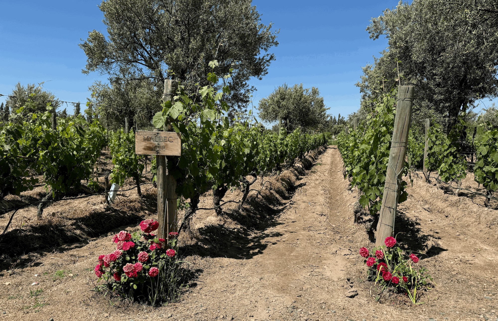 Rows of old Malbec vines planted in 1928 at Bodegas Mendel’s Finca Mendel vineyard in Mendoza