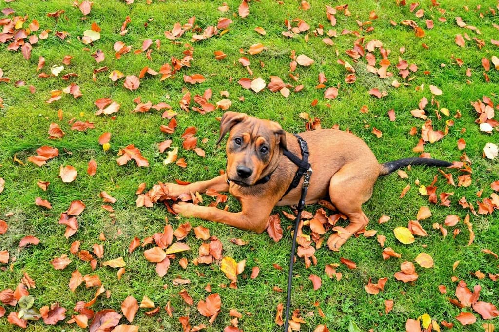 Top 12 Dog Walking Services in Dubai