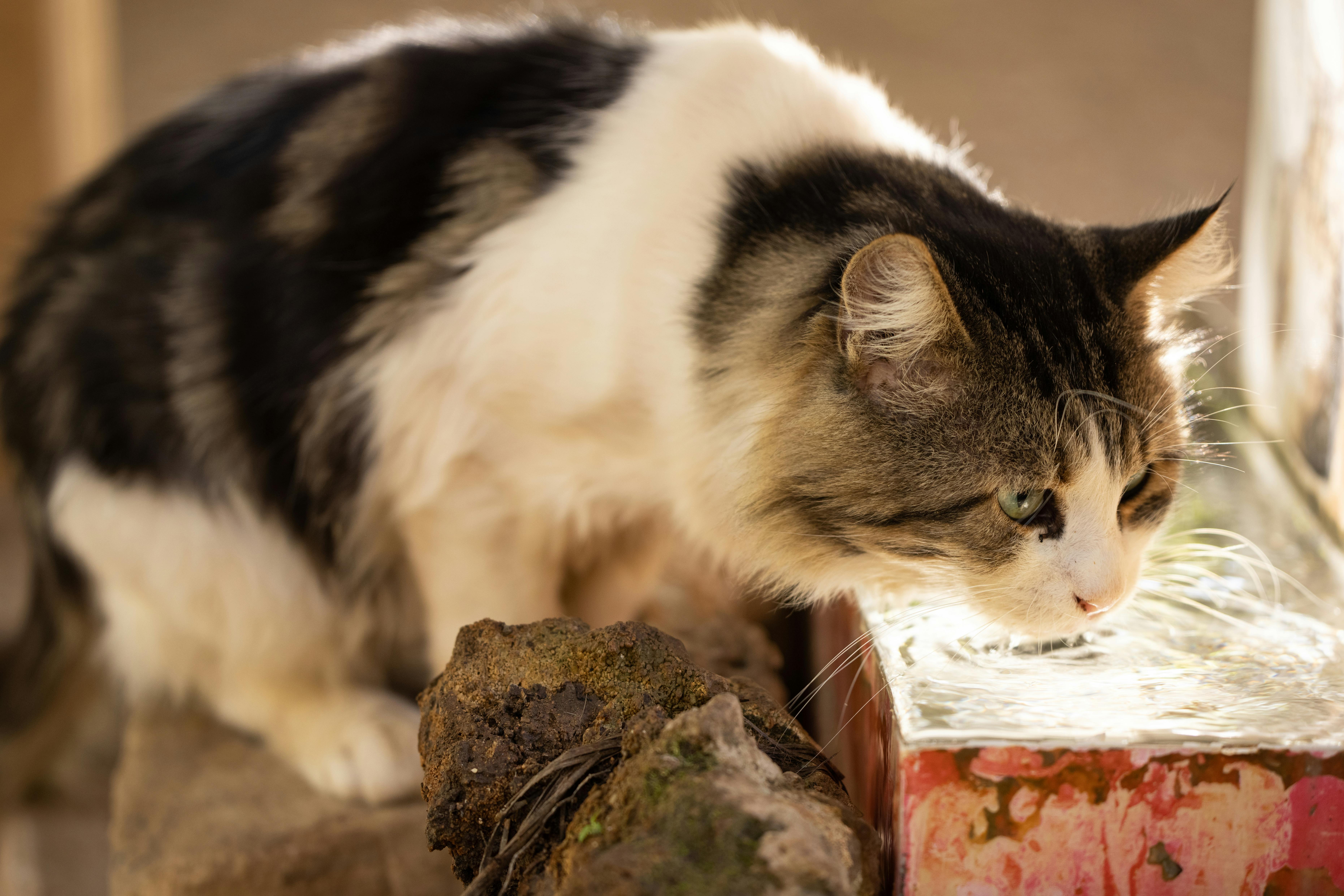 Give Food and Water