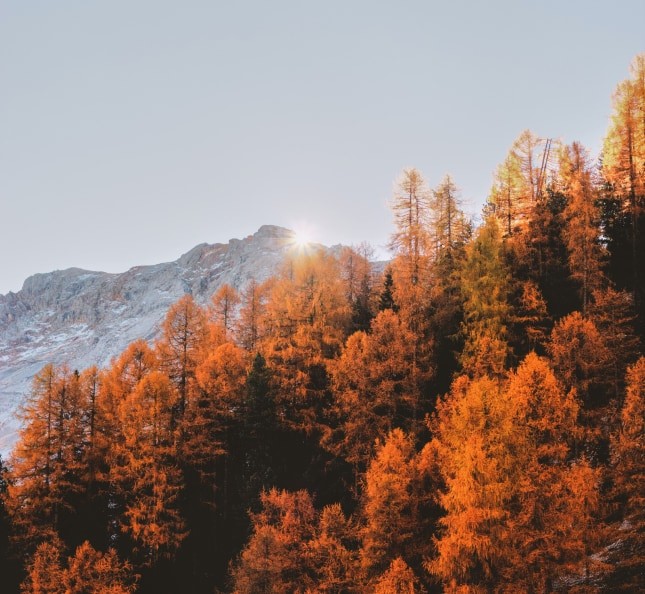 Fall autumn trees
