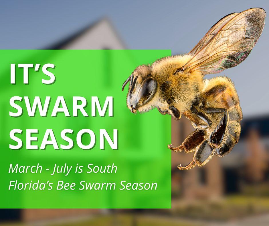 A promotional graphic with a detailed macro close-up of a honeybee in flight, paired with a green text block stating "IT'S SWARM SEASON" and "March - July is South Florida's Bee Swarm Season".
