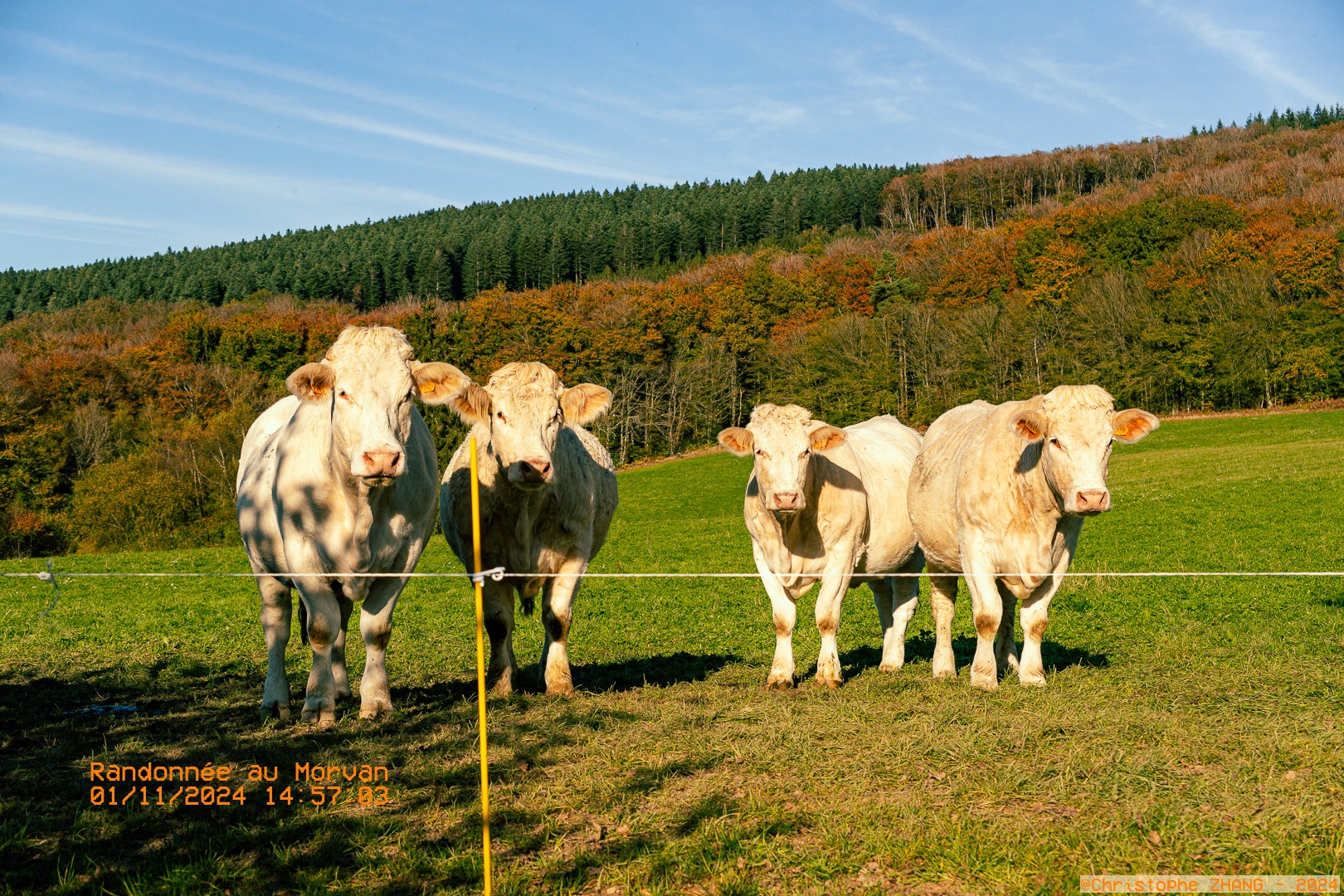 Scène rurale avec des bœufs curieux devant un paysage vallonné et boisé.