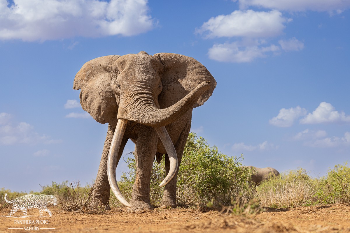Amboseli Trip Report