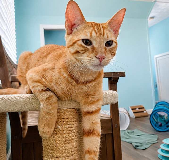 Adoptable Cats in Hardeeville, SC | Raskel's Rescue