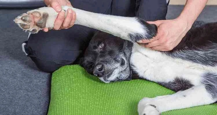 A veterinarian performing orthopedic surgery to treat a dog’s leg injury.