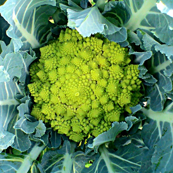 Broccolo Romanesco