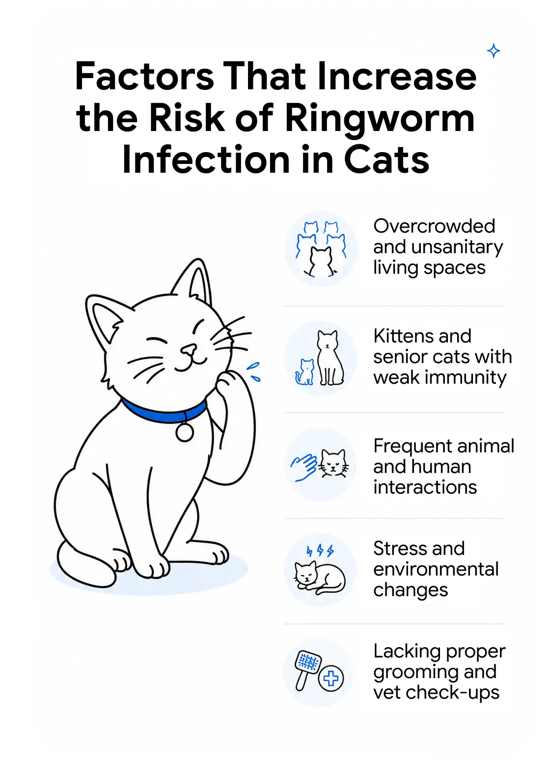 An infographic showing the factors that increase the risk of a ringworm infection in cats.
