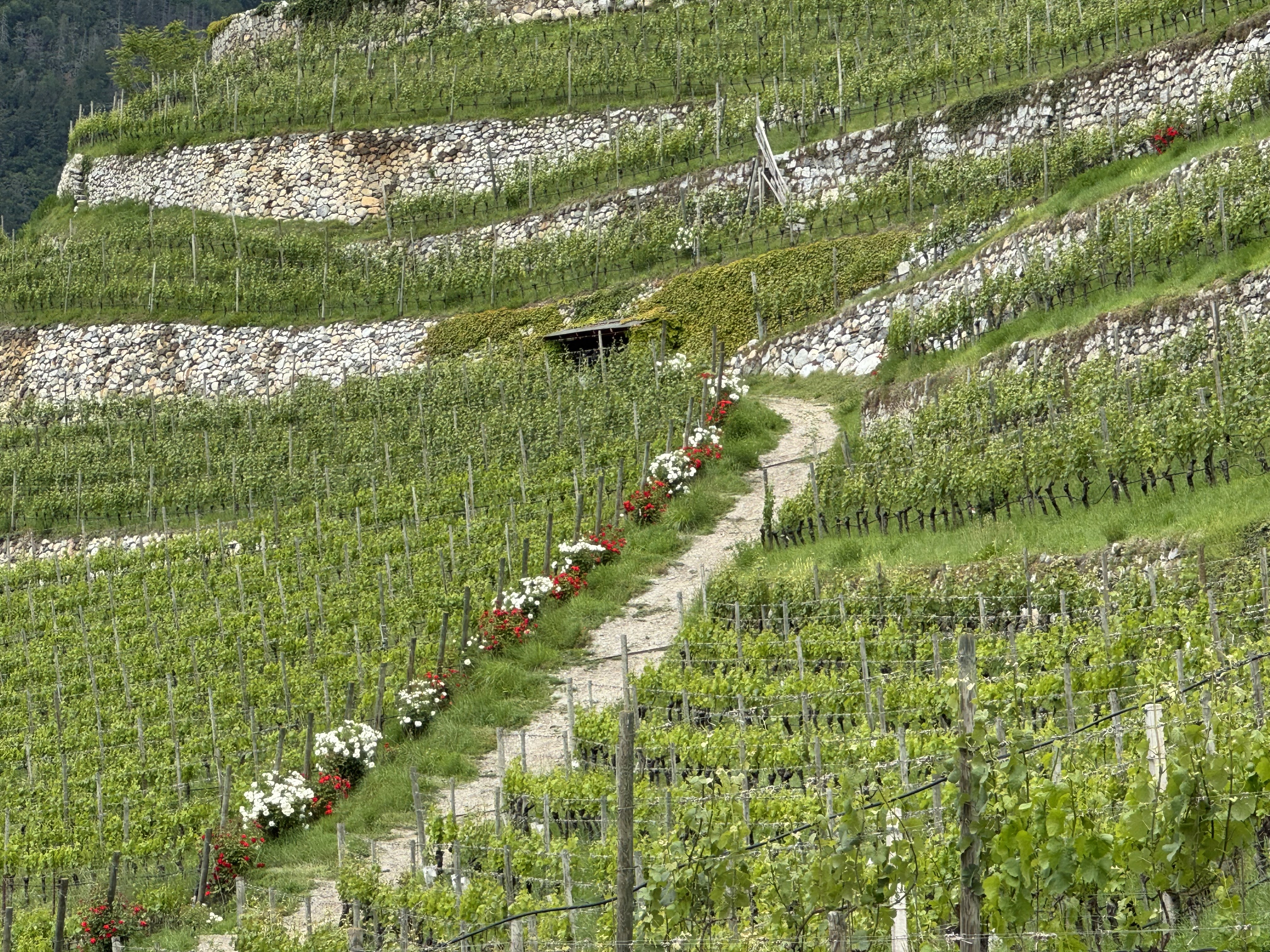Mineral-rich soils of gravel, schist and glacial deposits contribute to the wines that are known for purity.