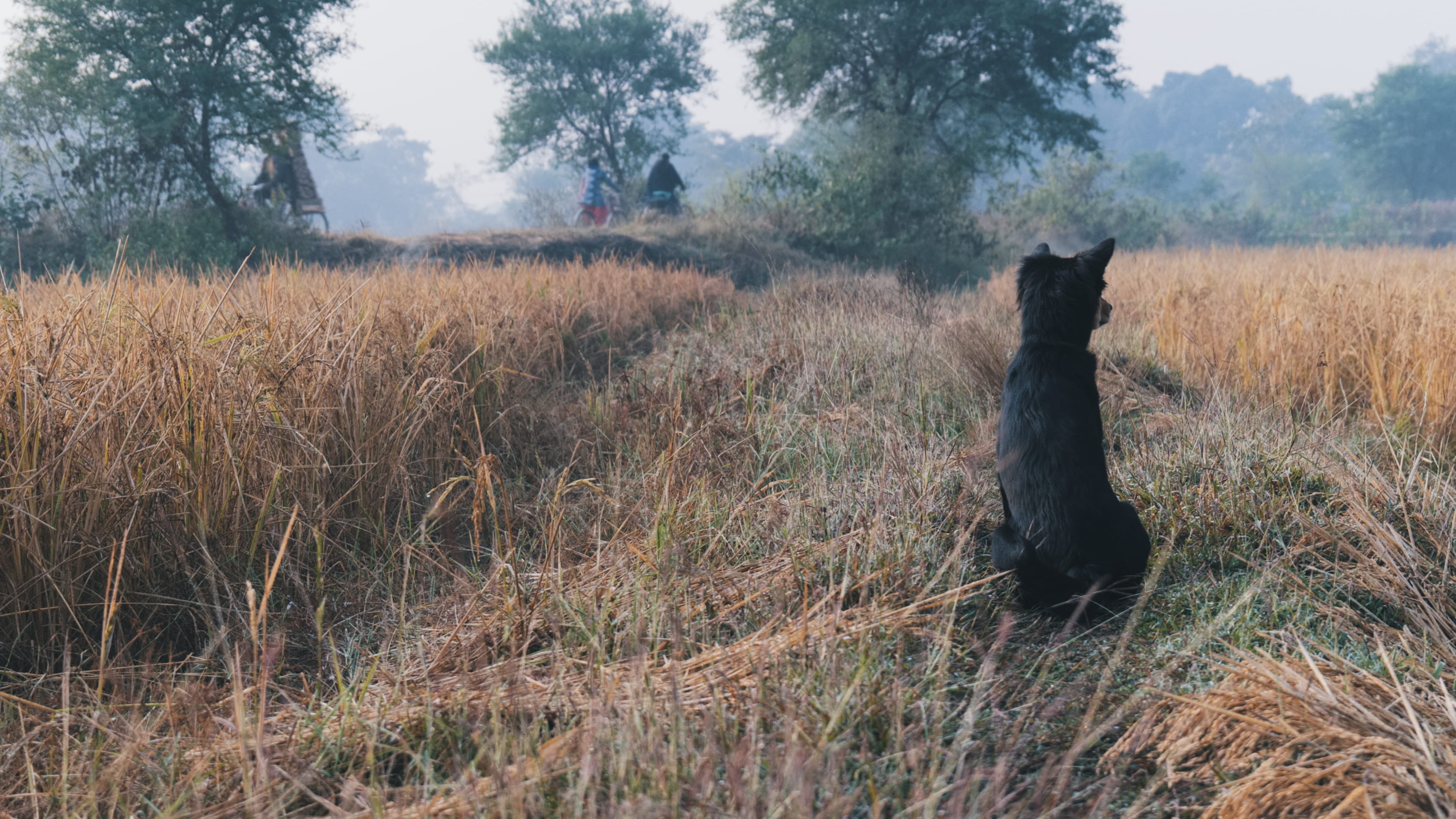 A dog in the serene farmlands of Asantaliya village, sitting and gazing intently at a distant road as a few bicycles pass by.