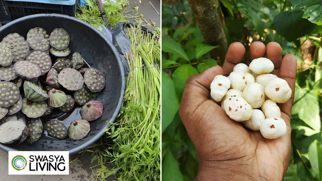 Makhana farming in India