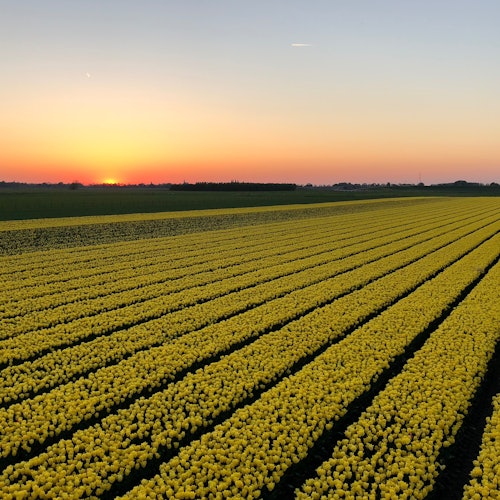 Polja tulipana u suton