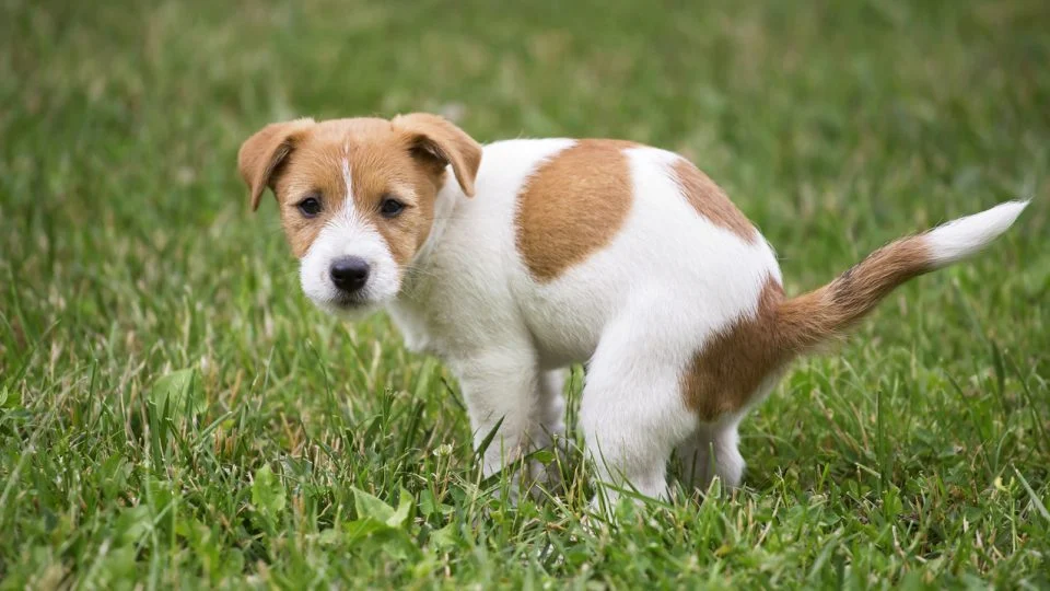 cute puppy pooping