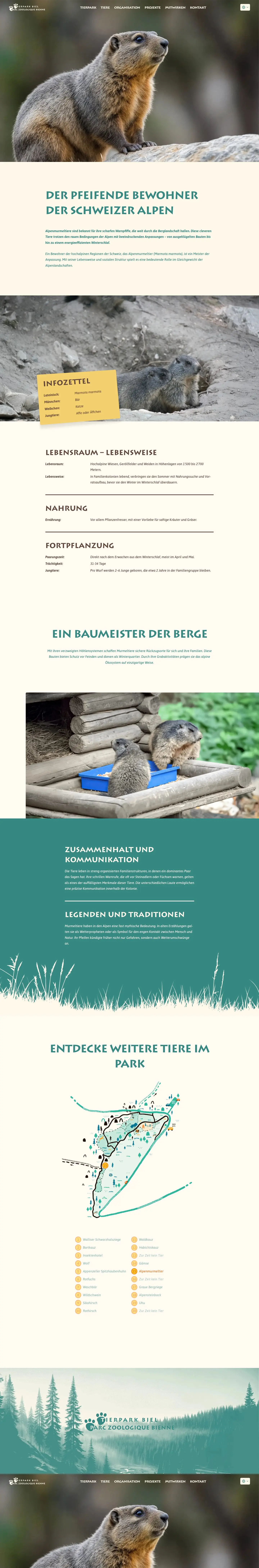 Tierpark Biel – Tiere – Alpenmurmeltier
