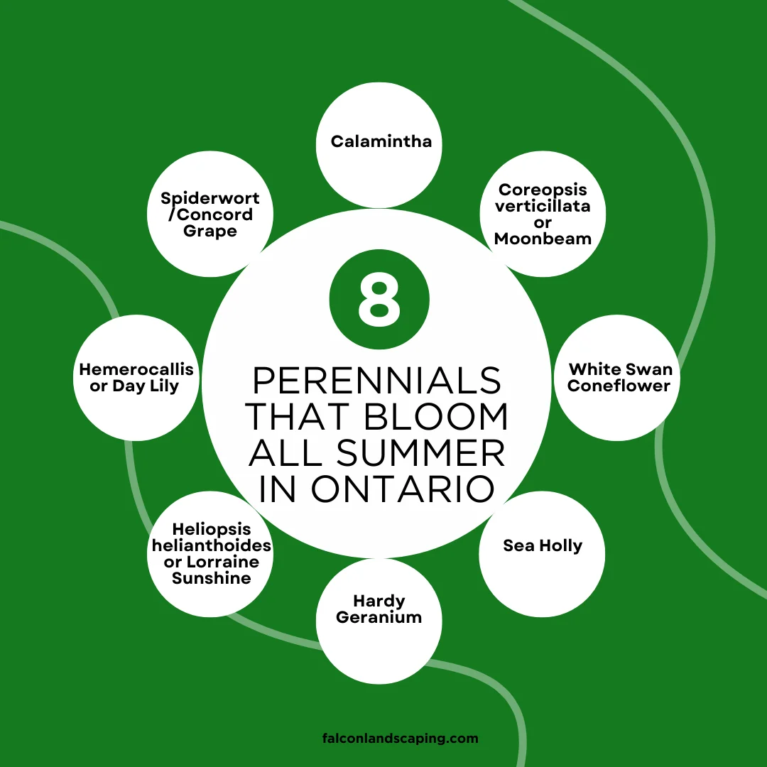 A circular diagram listing Ontario perennials that bloom all summer