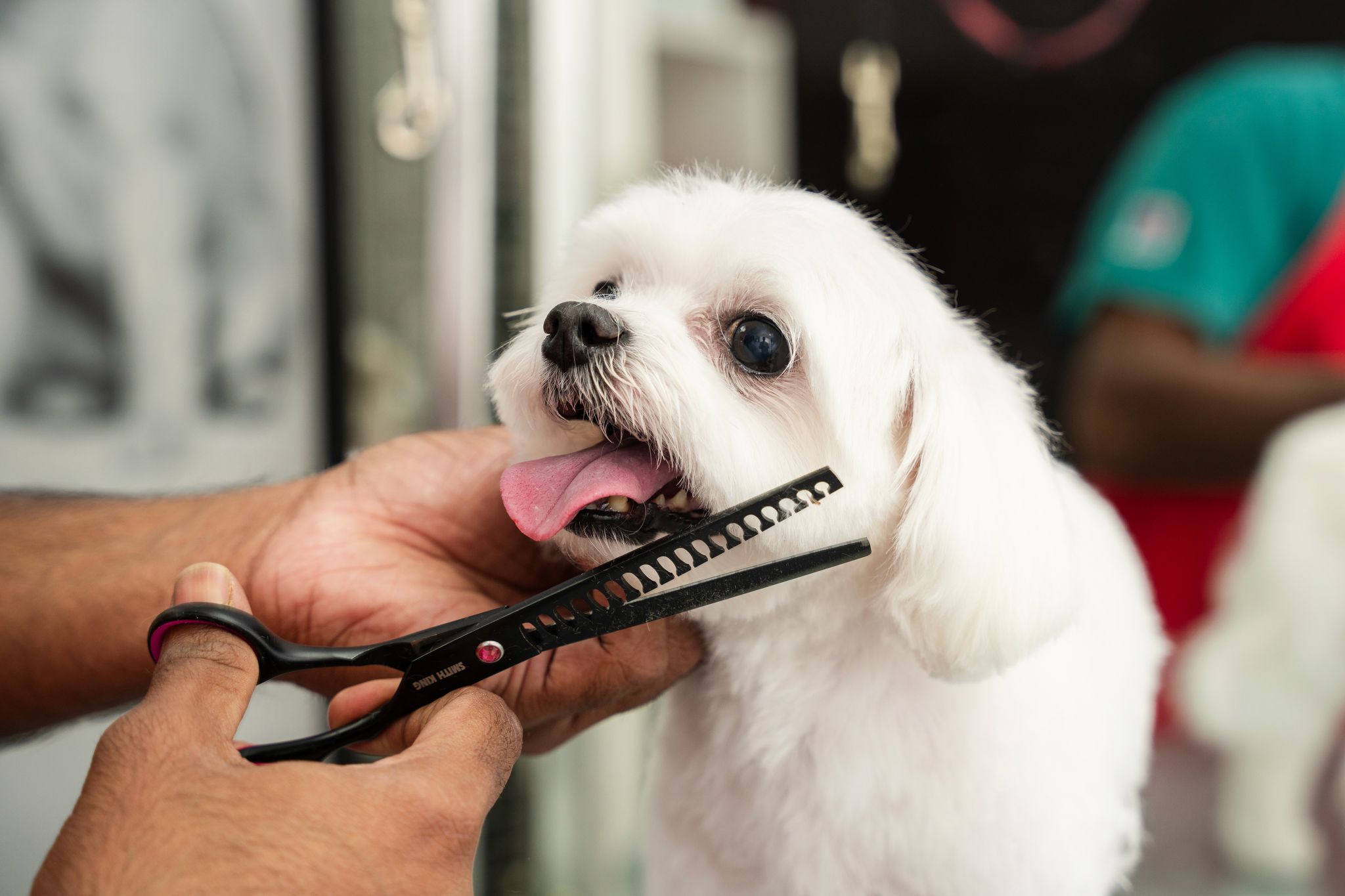 How Often Should You Bathe a Dog