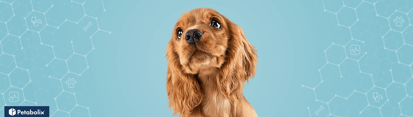 Cocker Spaniel image