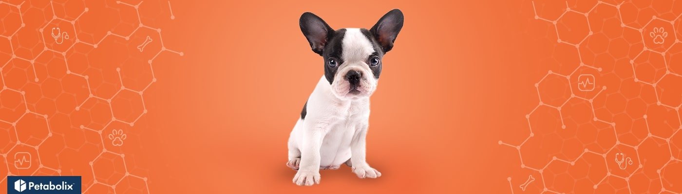 French Bulldog image