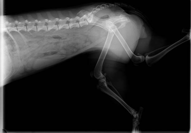 An X-ray of a pet during the vet consultation