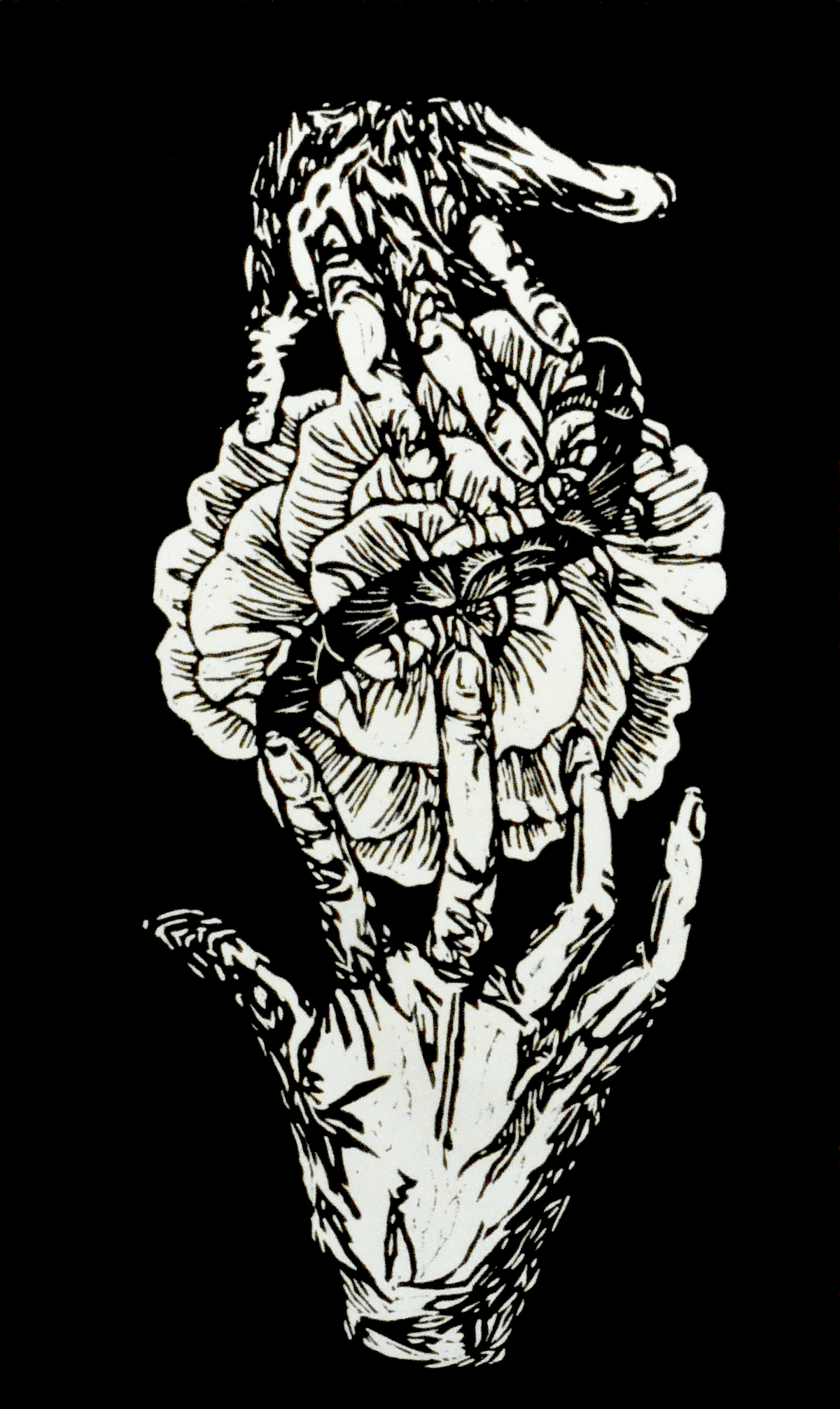 begonia