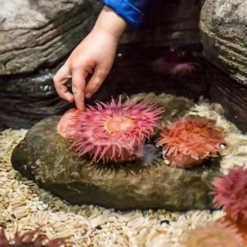 A hand touches a bright pink sea anemone on a rock in a tide pool, surrounded by smaller anemones and pebbles.