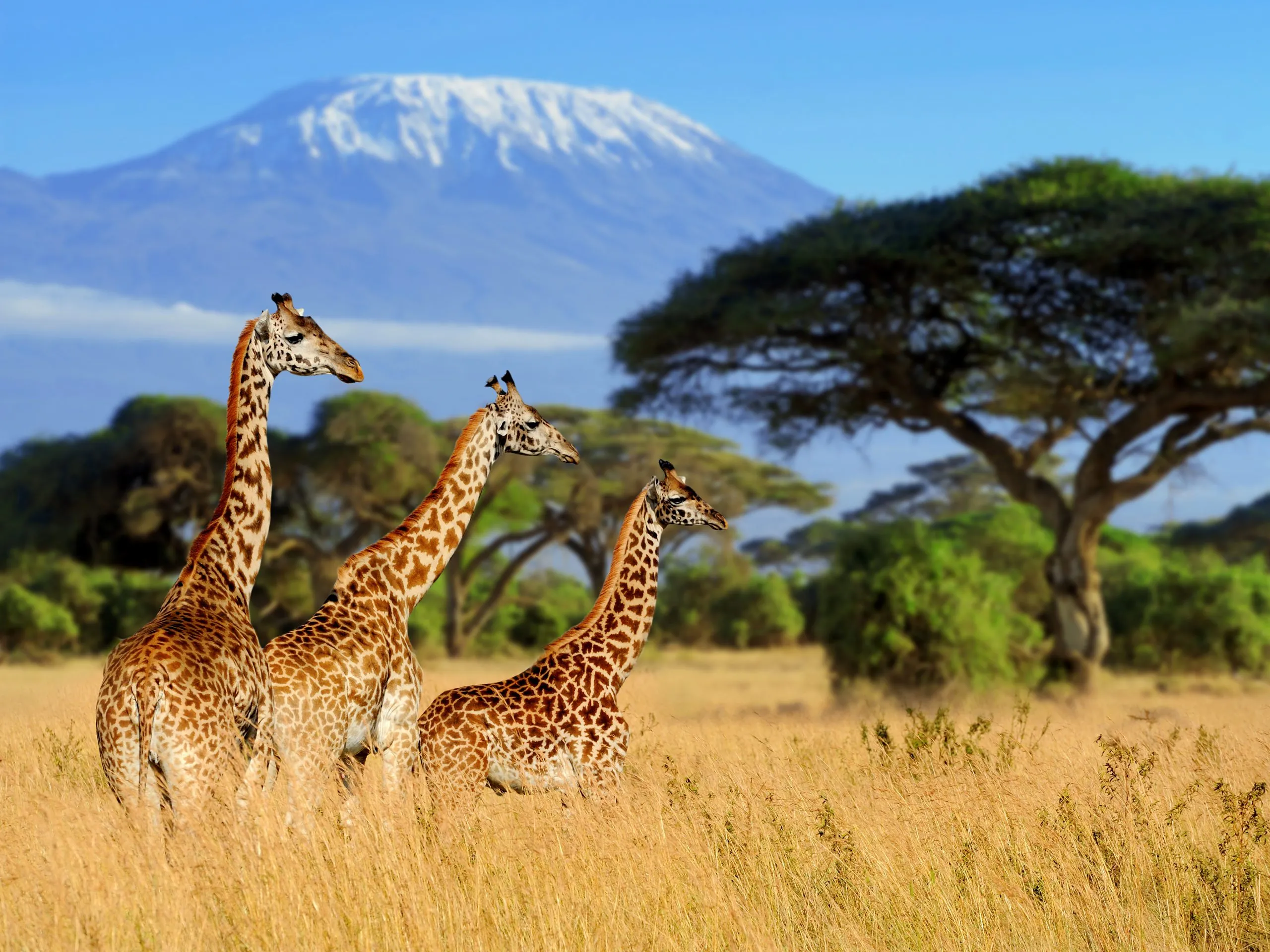 Africa