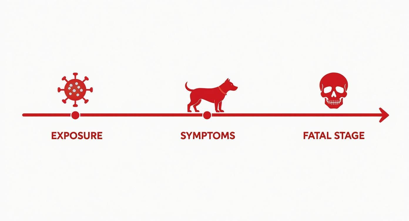 Timeline showing rabies progression from virus exposure to dog symptoms and the fatal stage with a skull.