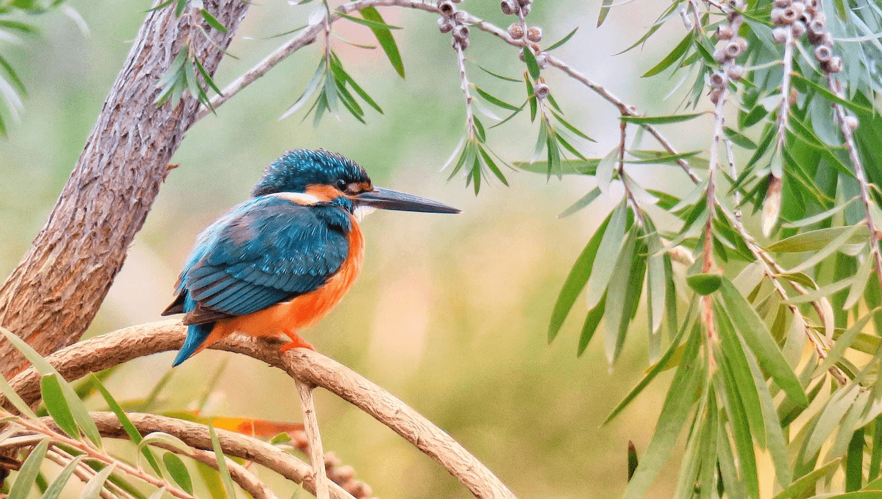Kingfisher