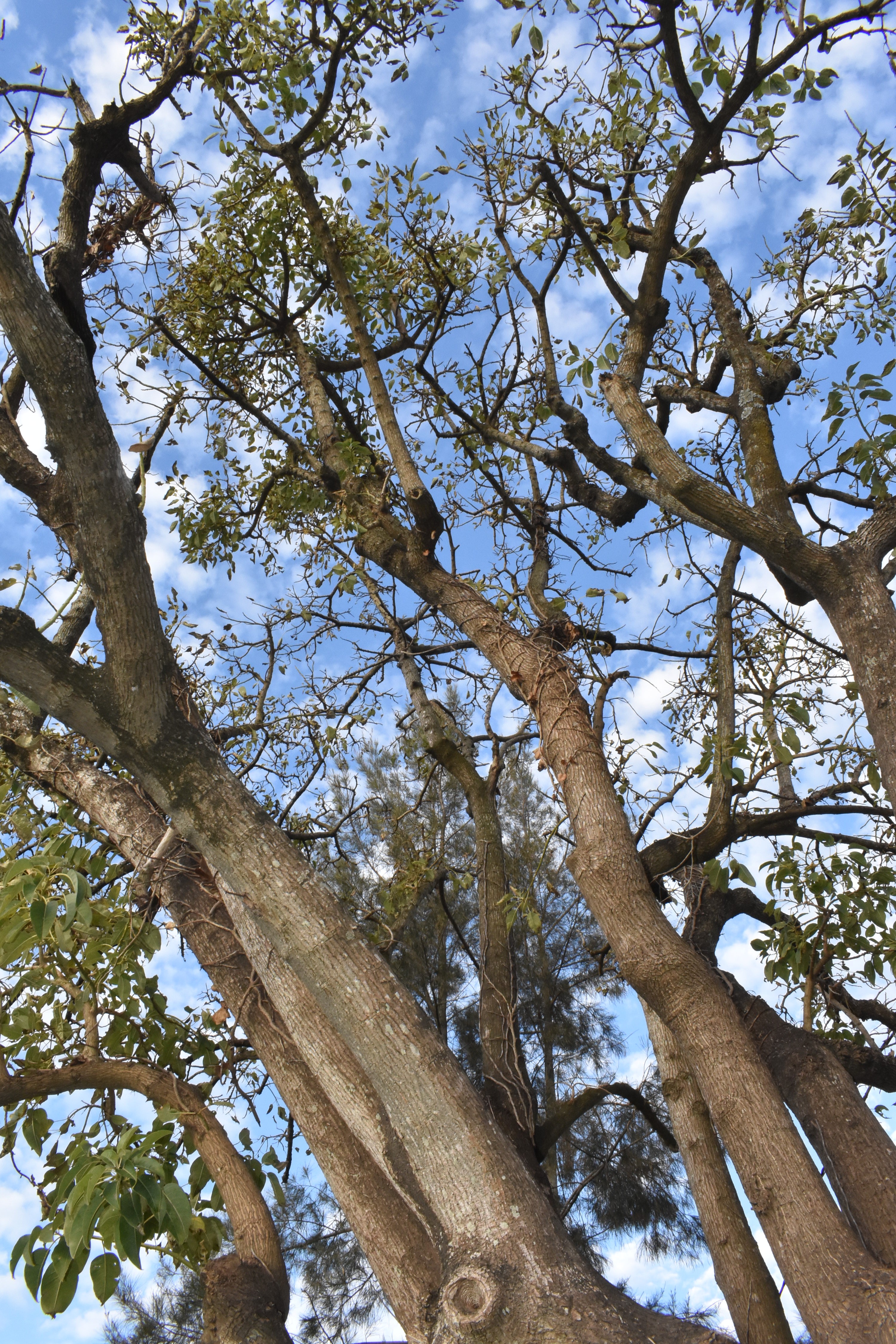Concetrated triathlete grayscale
