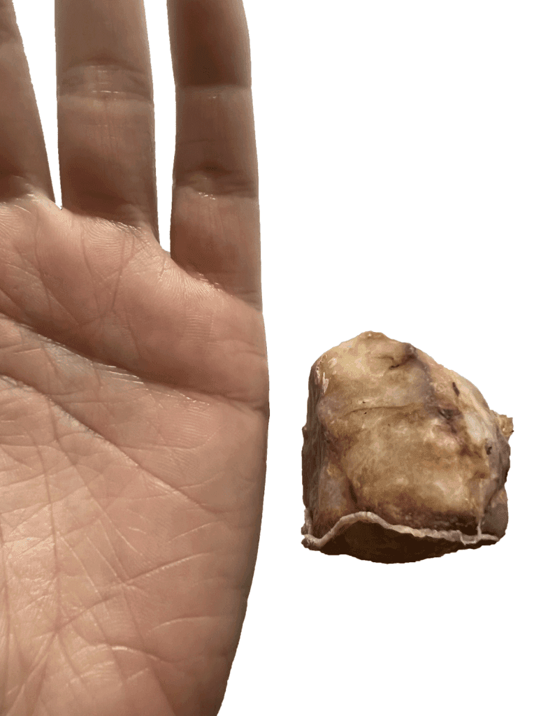 Close-up of an open hand held next to a small, irregularly shaped, brown stone, shown against a plain white background.