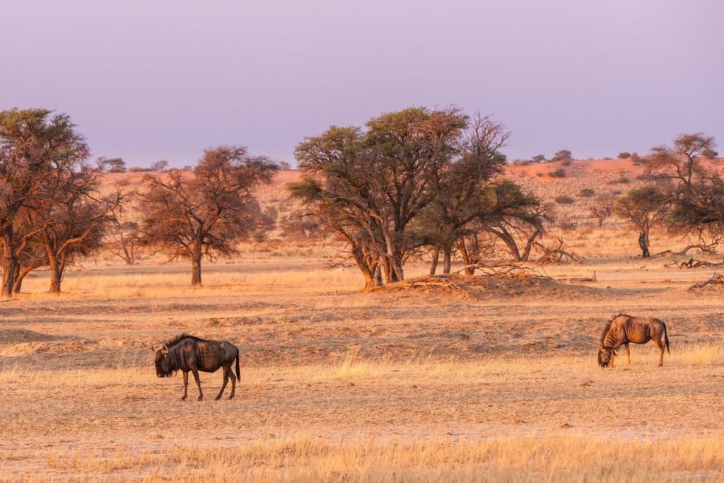 Wildebeest in Kalahari Desert, Namibia
