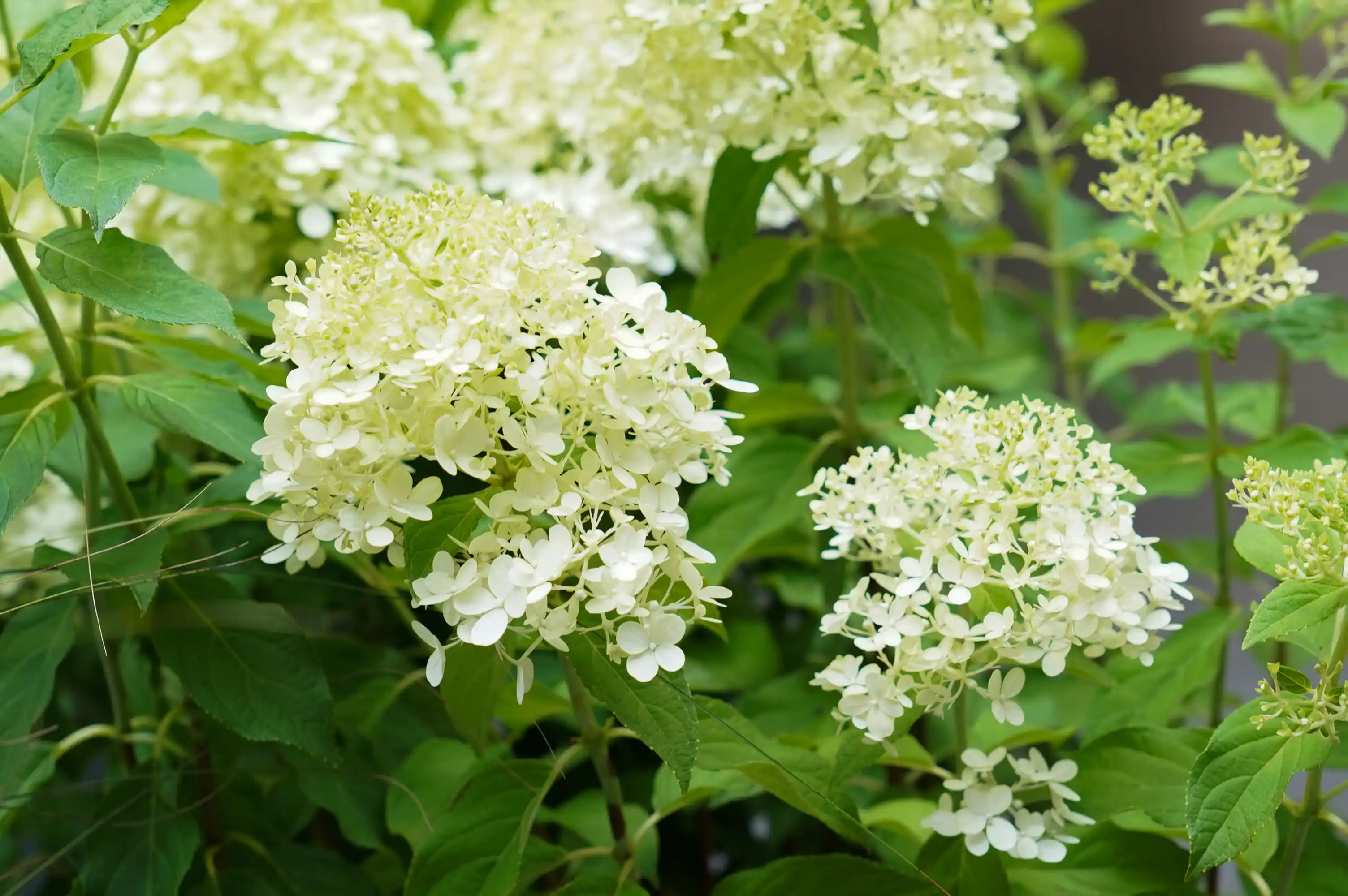 에코피플이 식재한 하얀 수국