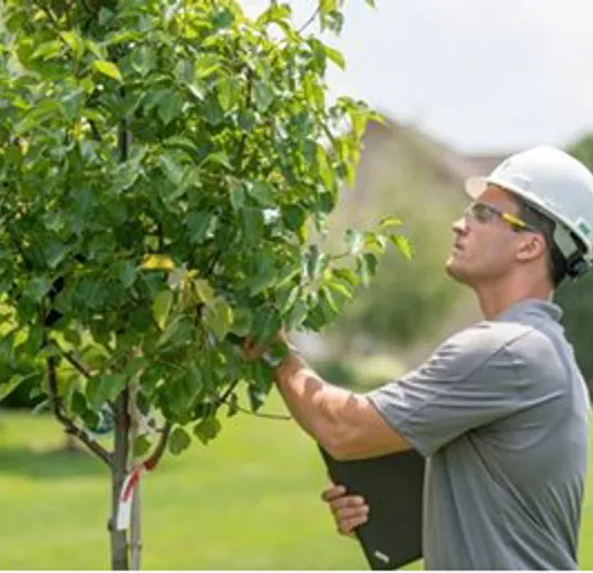 Diseased or Infested Tree Removal