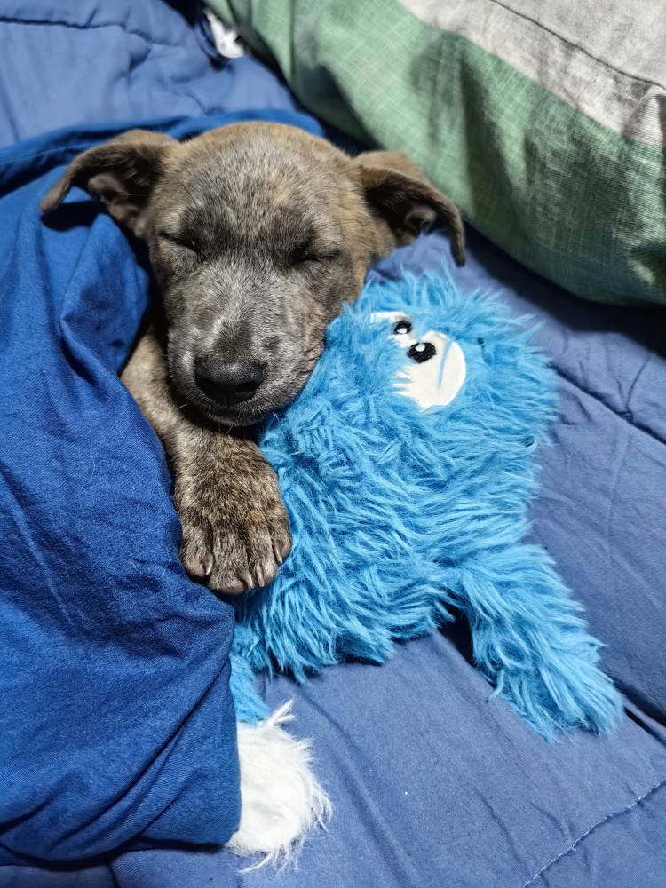 two brown and white dogs laying next to each other