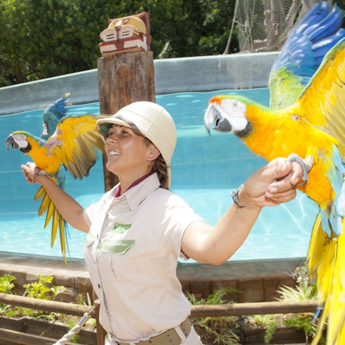 Uma pessoa em traje de safári, sorrindo e segurando dois papagaios coloridos em cada braço, com uma piscina azul e vegetação ao fundo.