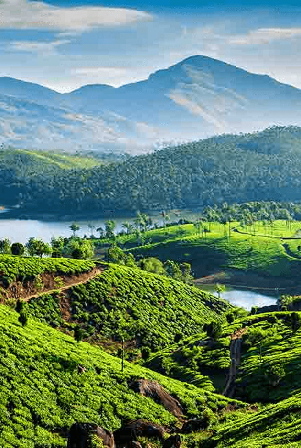 train on bridge surrounded with trees at daytime