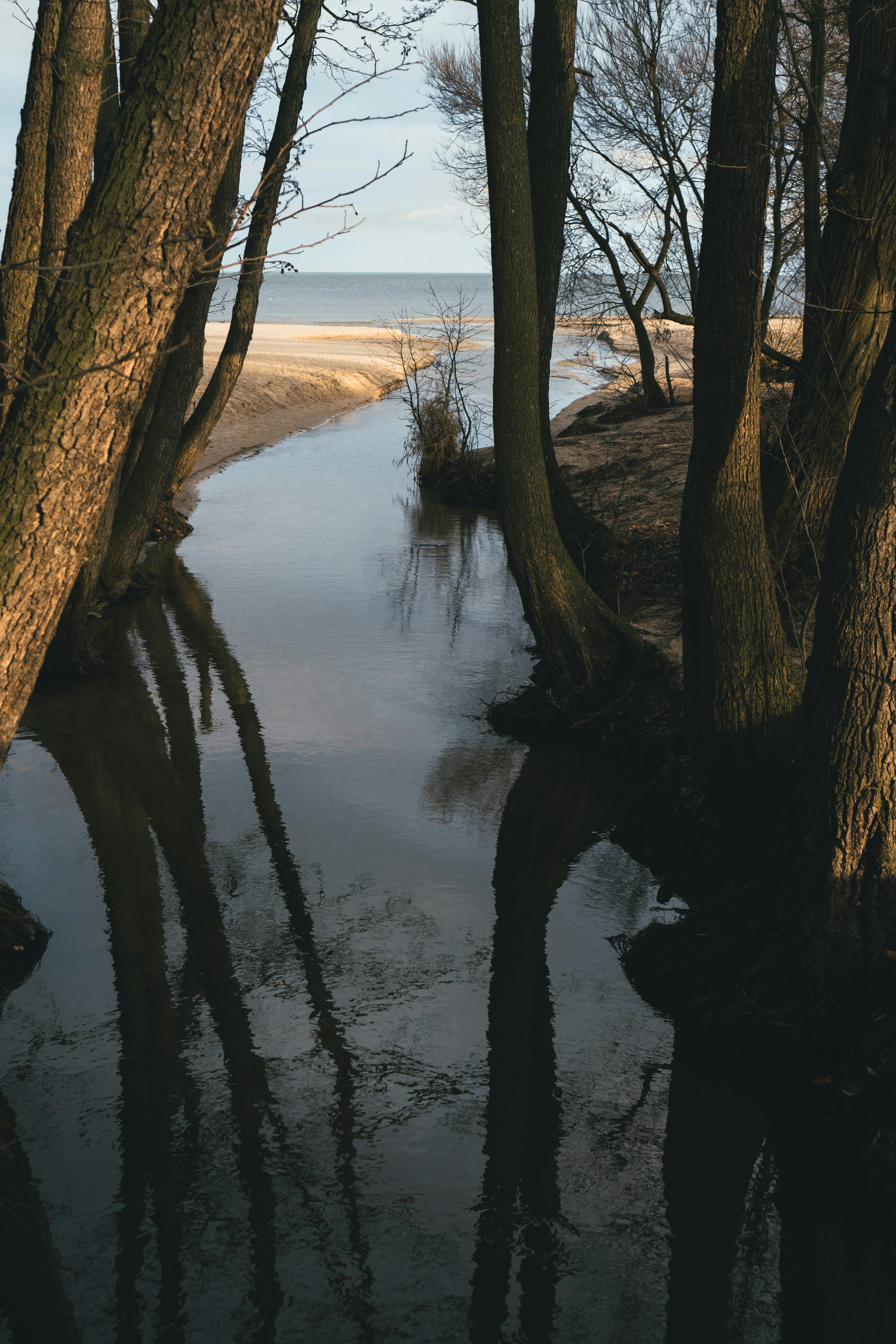 a river running through a forest filled with trees