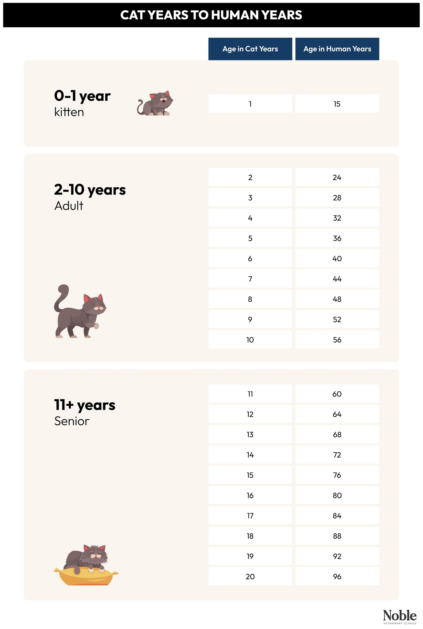 Cat Years to Human Years
