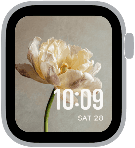spring tulips Apple Watch face preview 3 featuring floral, watercolor, and spring.