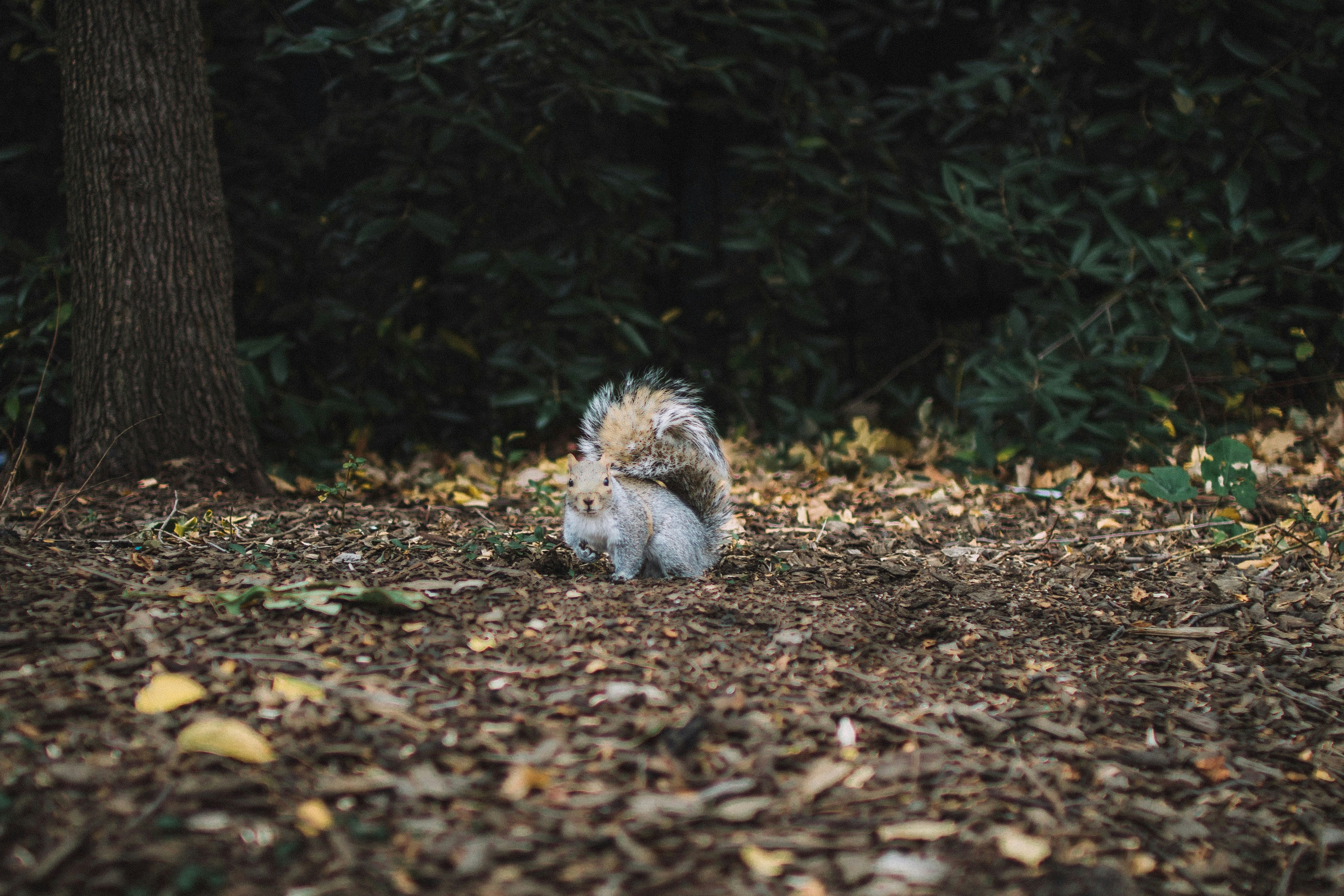 Brown squirrel standing on soil