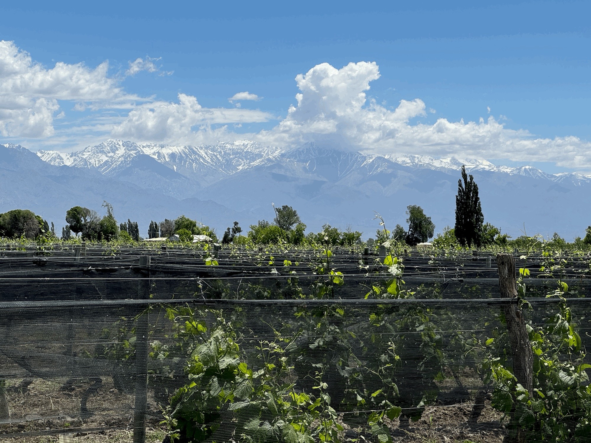 Grazie Mille’s old Malbec vineyard in La Consulta with the snowcapped Andes Mountains behind it