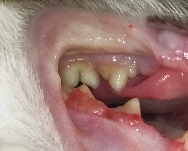 Seitliche Ansicht eines Katzenmauls mit Zahnstein und geschwollenem Zahnfleisch im Bereich der Backenzähne