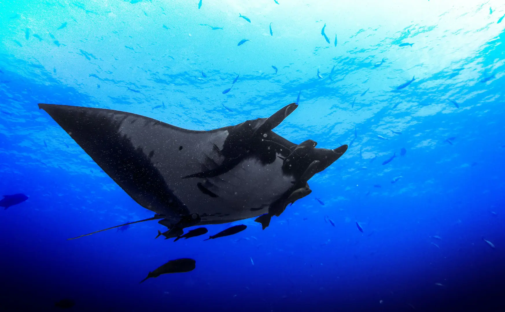 manta ray at manta point nusa penida