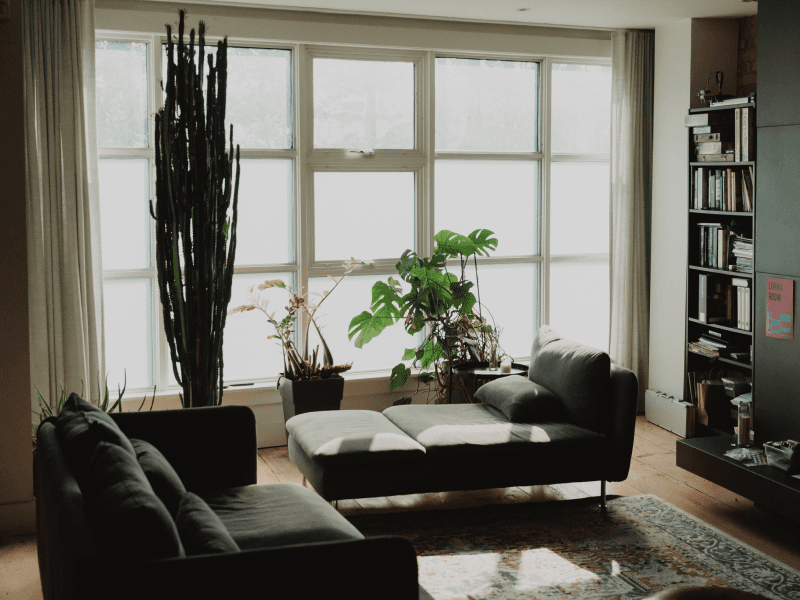 Bright living room with large windows, a tall cactus, lush plants, dark sofas, and a patterned rug, conveying a cozy, serene atmosphere.