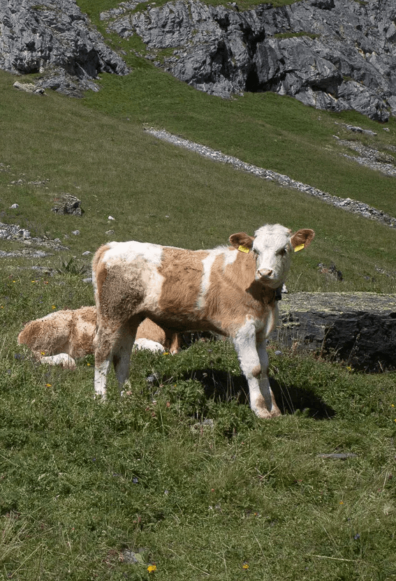 A wide-angle, cinematic photograph of cattle grazing on a steep, verdant mountain slope in the Swiss Alps, set against a backdrop of rugged, sun-drenched rock faces. This image represents the studio's commitment to authentic visual storytelling and finding creative inspiration in the raw, natural beauty of the local landscape.