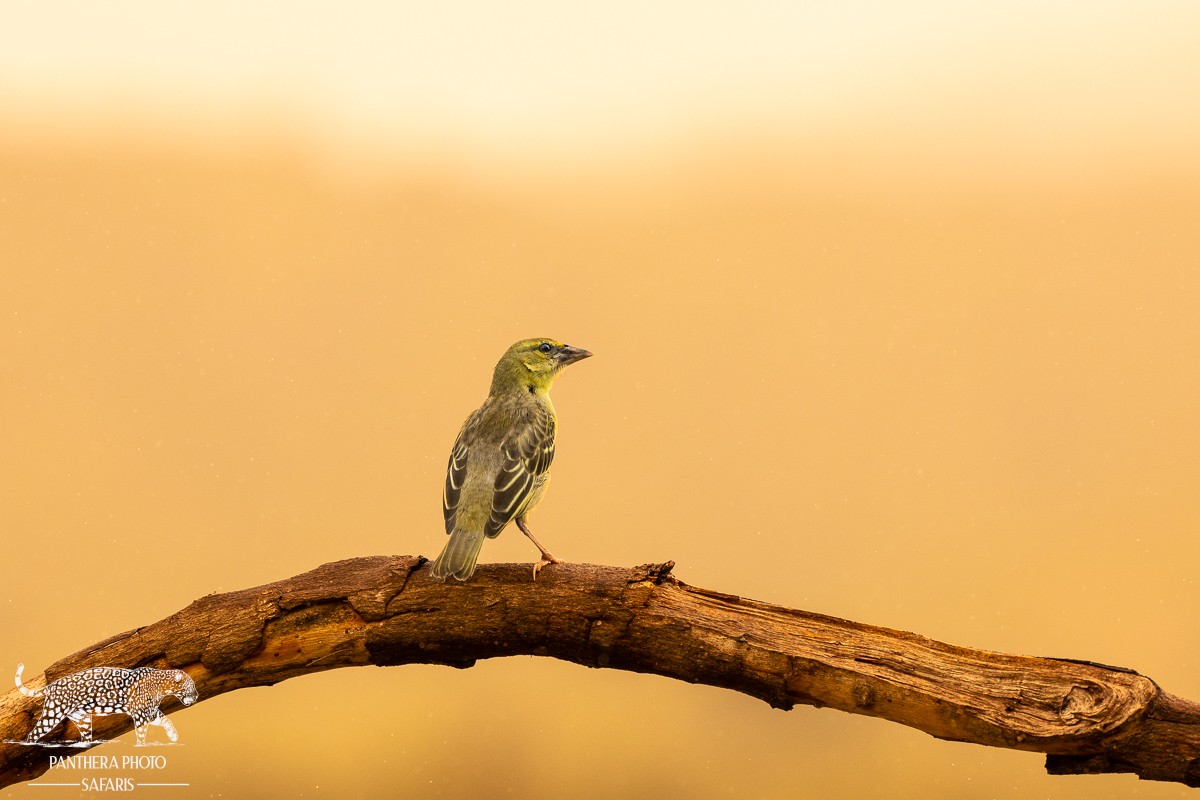 Kambaku River Lodge Bird hide Safari Trip Report